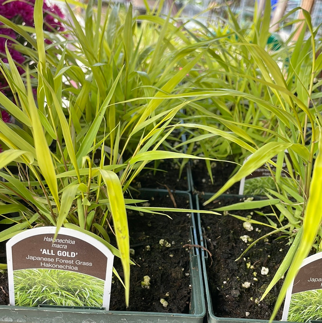 1 Gal Japanese Forest Grass (Hakonechloa)