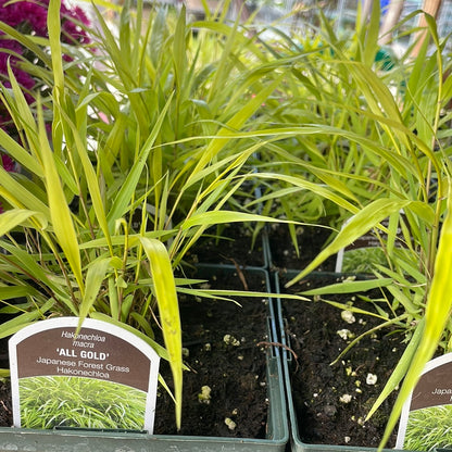1 Gal Japanese Forest Grass (Hakonechloa)