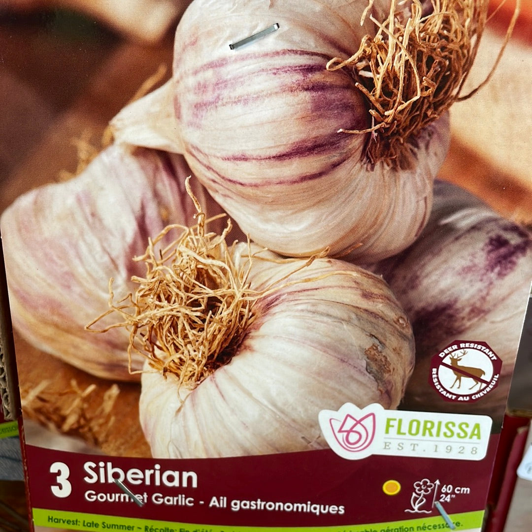 Garlic Bulbs