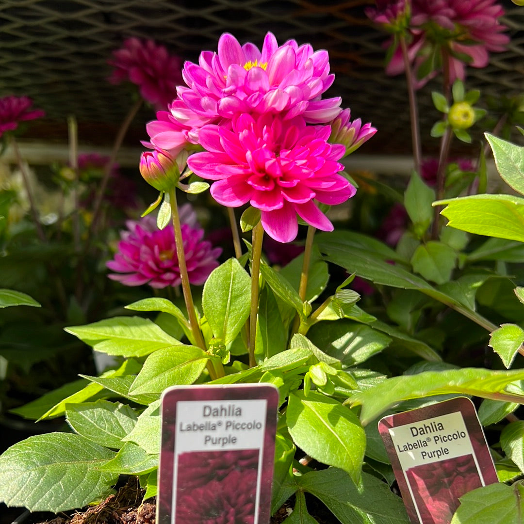 4" Dahlia
