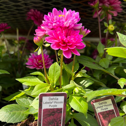 4" Dahlia