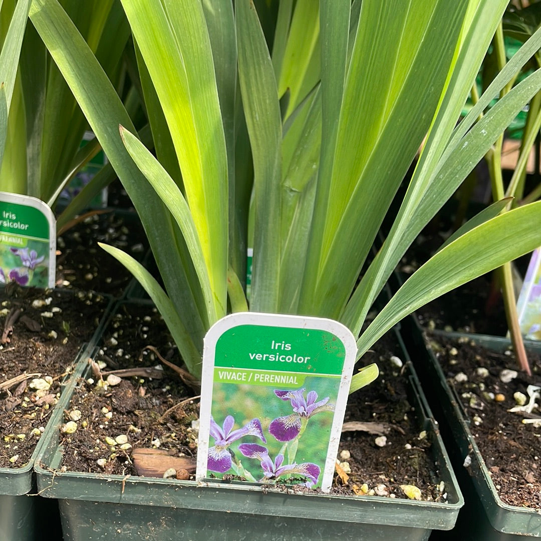 Iris 1 Gal