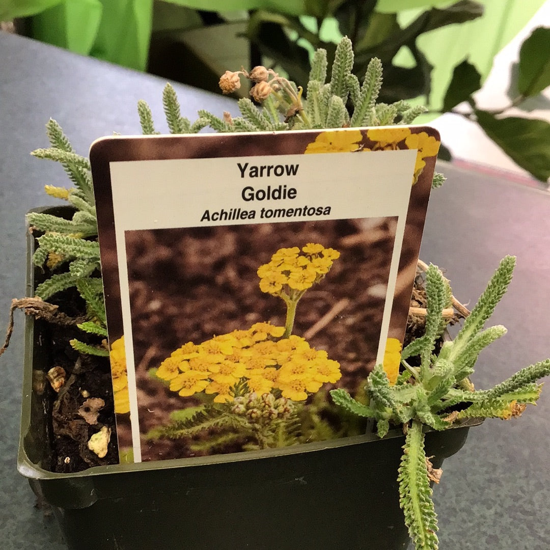4" Achillea (Yarrow)