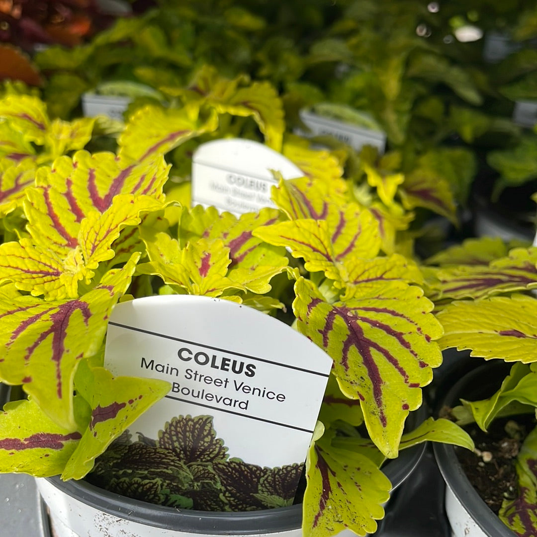 4" Coleus