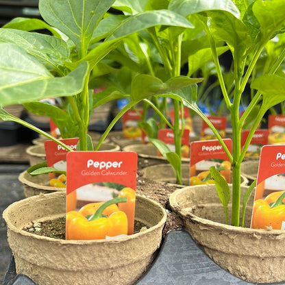 4" Sweet Peppers