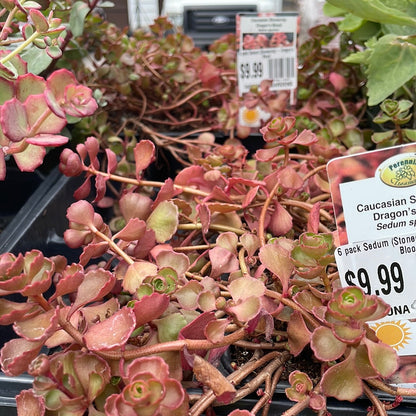 4" Sedum (Stonecrop)
