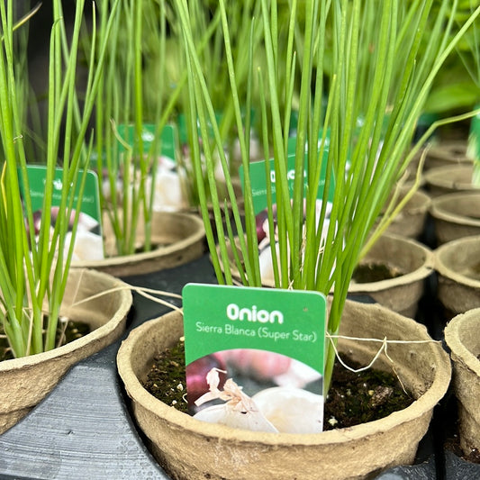 4" Onion