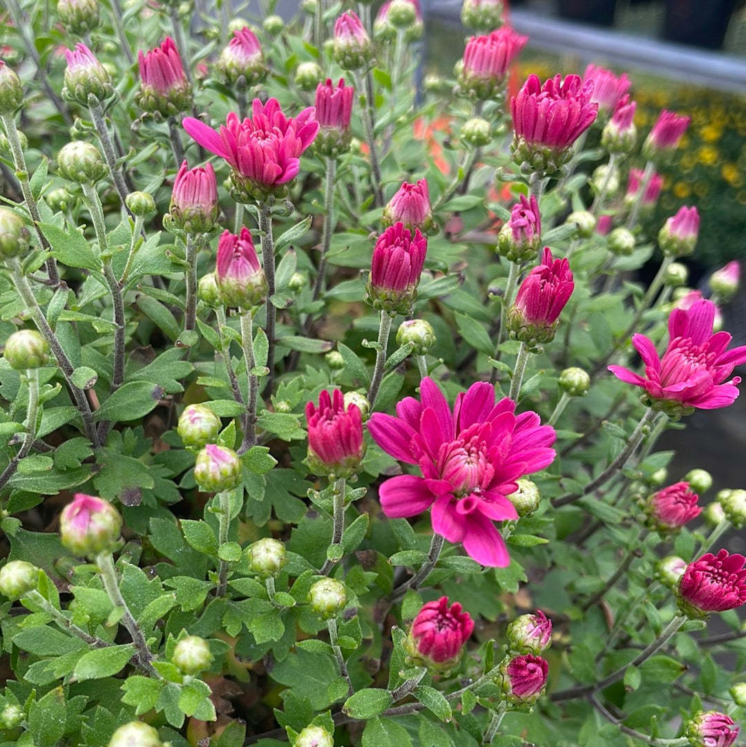 6" Fall Mums