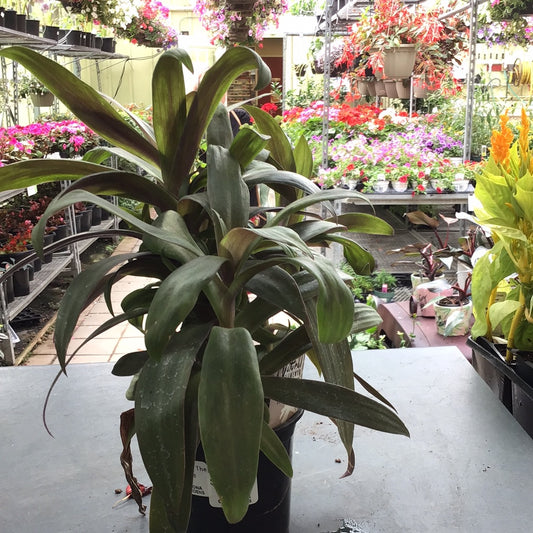 4" Moses In the Craddle