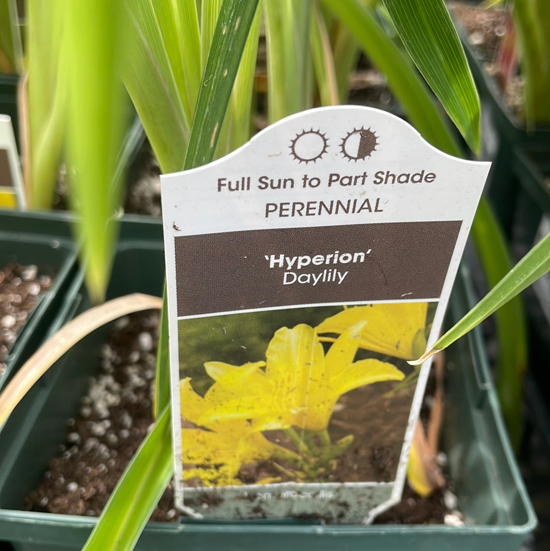 1 Gal Daylily (Hemerocallis)