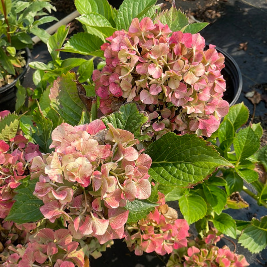 Masja Hydrangea