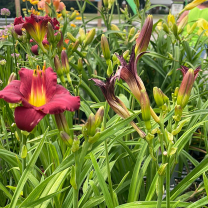 1 Gal Daylily (Hemerocallis)
