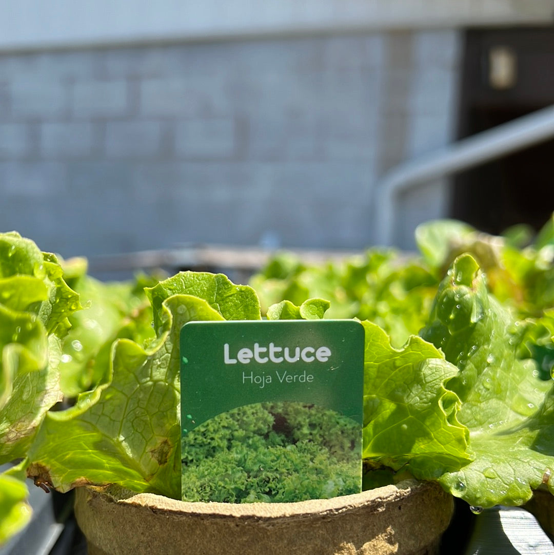 4" Lettuce
