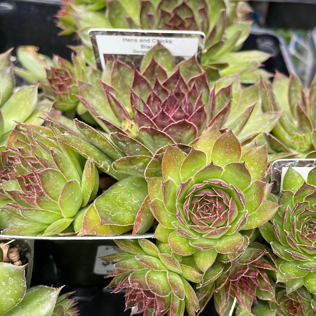 4" Hens and Chicks (Sempervivum)