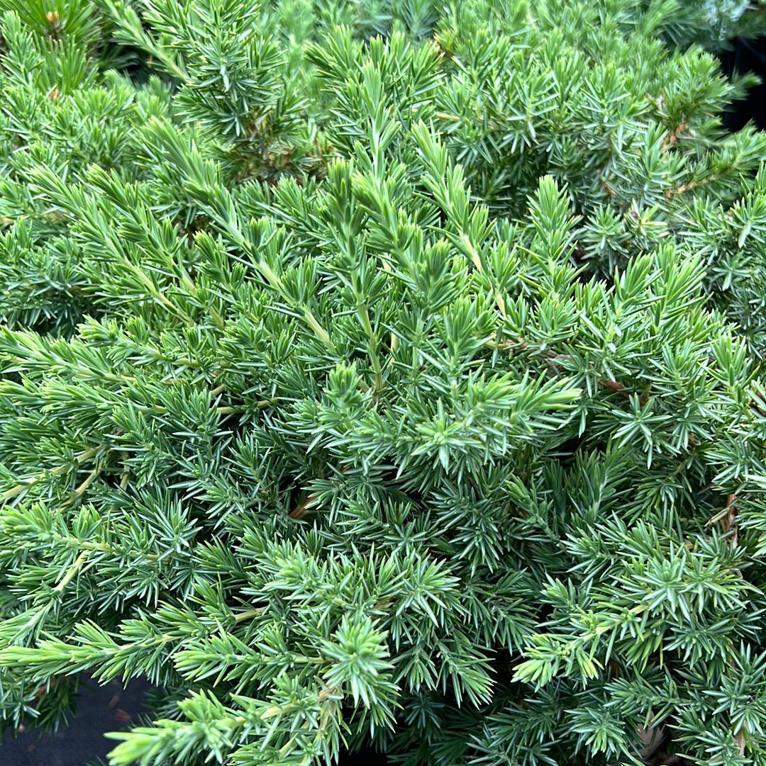 Blue Pacific Juniper - 3Gal