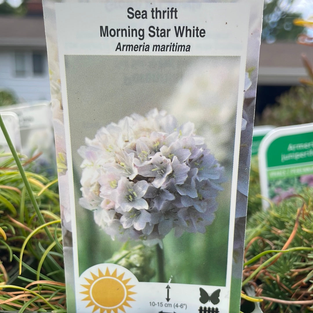 4" Thrift (Armeria maritima)