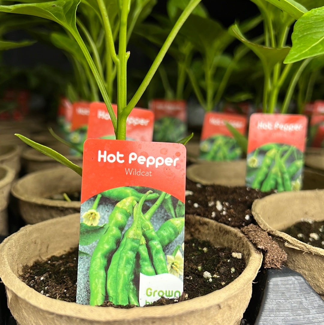 4" Hot Peppers