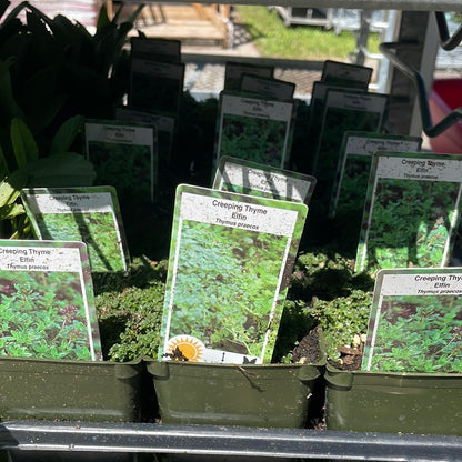 4" Thyme (Perennial)