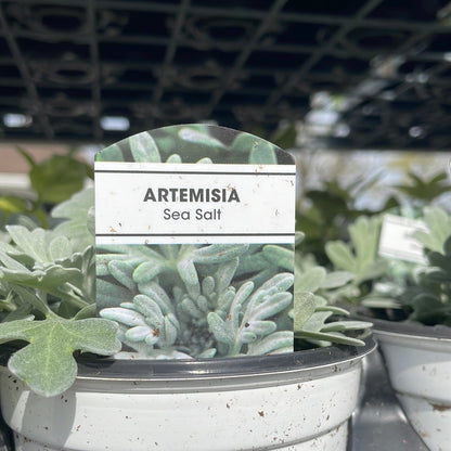 4" Artemisia