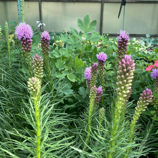1 Gal Gayfeather, Blazing Star 'Liatris'
