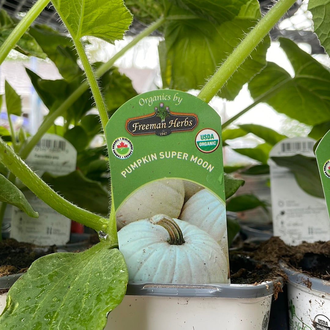 4" Organic Pumpkin
