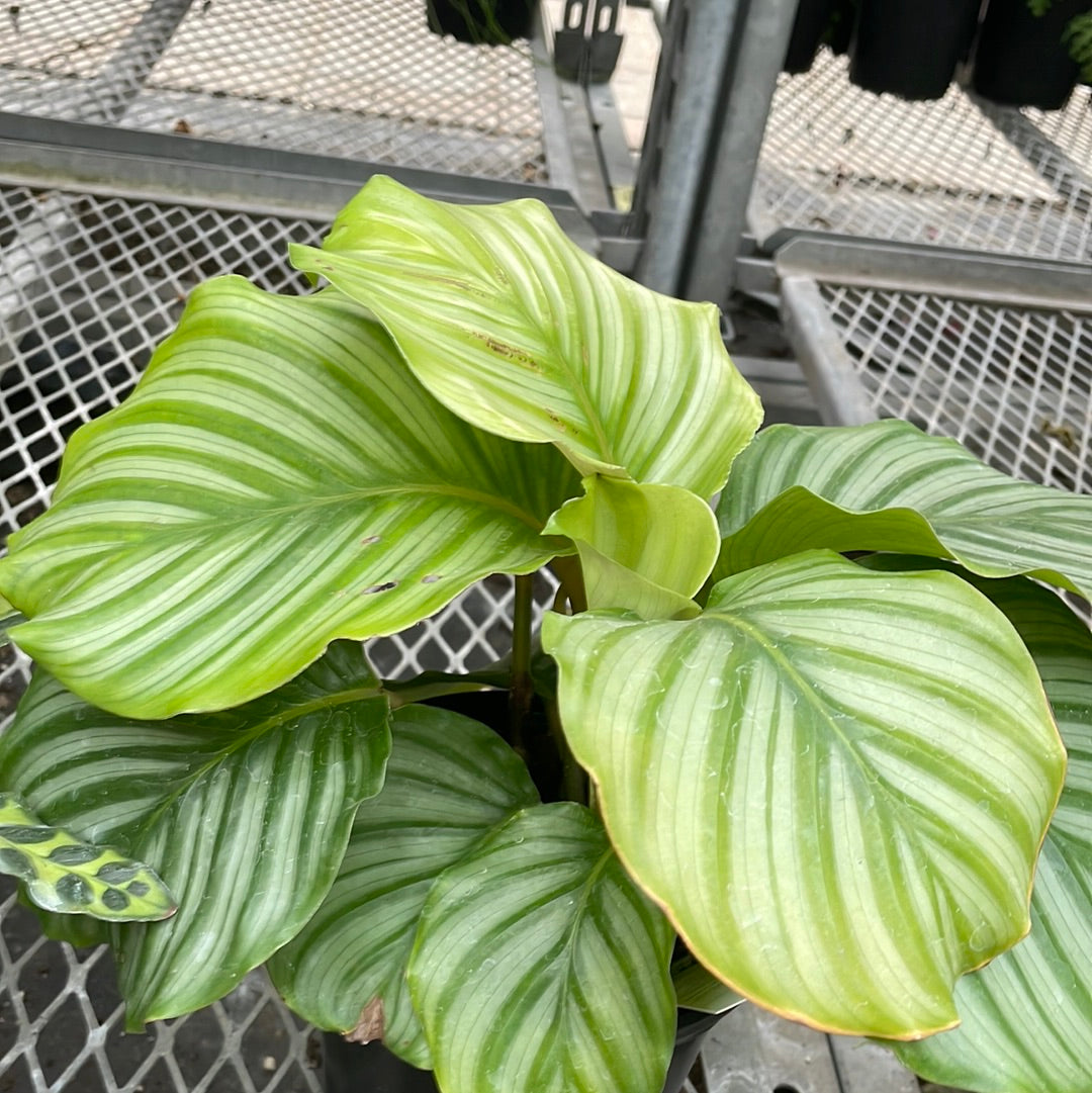 6" Tropical - Calathea Orbifolia 'Prayer Plant