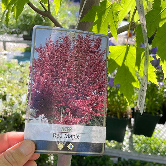 Native Red Maple 'Acer Rubrum'