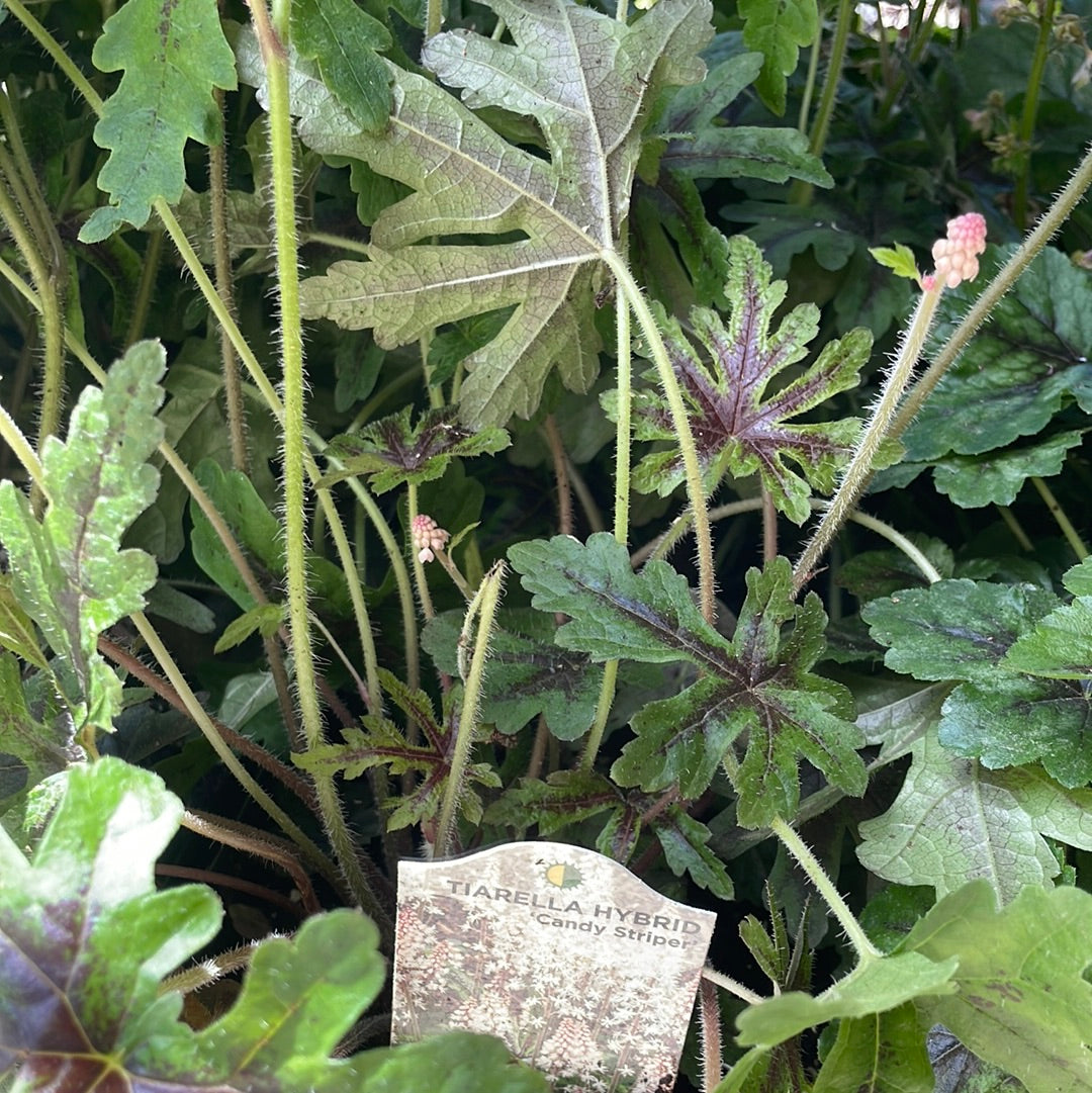 1 Gal Foam Flower (Tiarella)