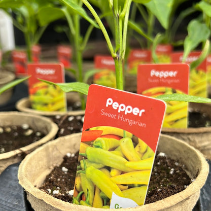 4" Sweet Peppers