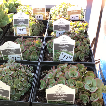 1 Gal Sedum/Stonecrop