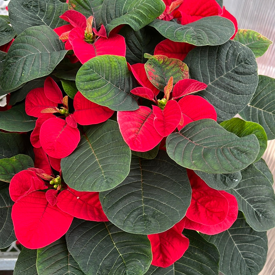 Poinsettia