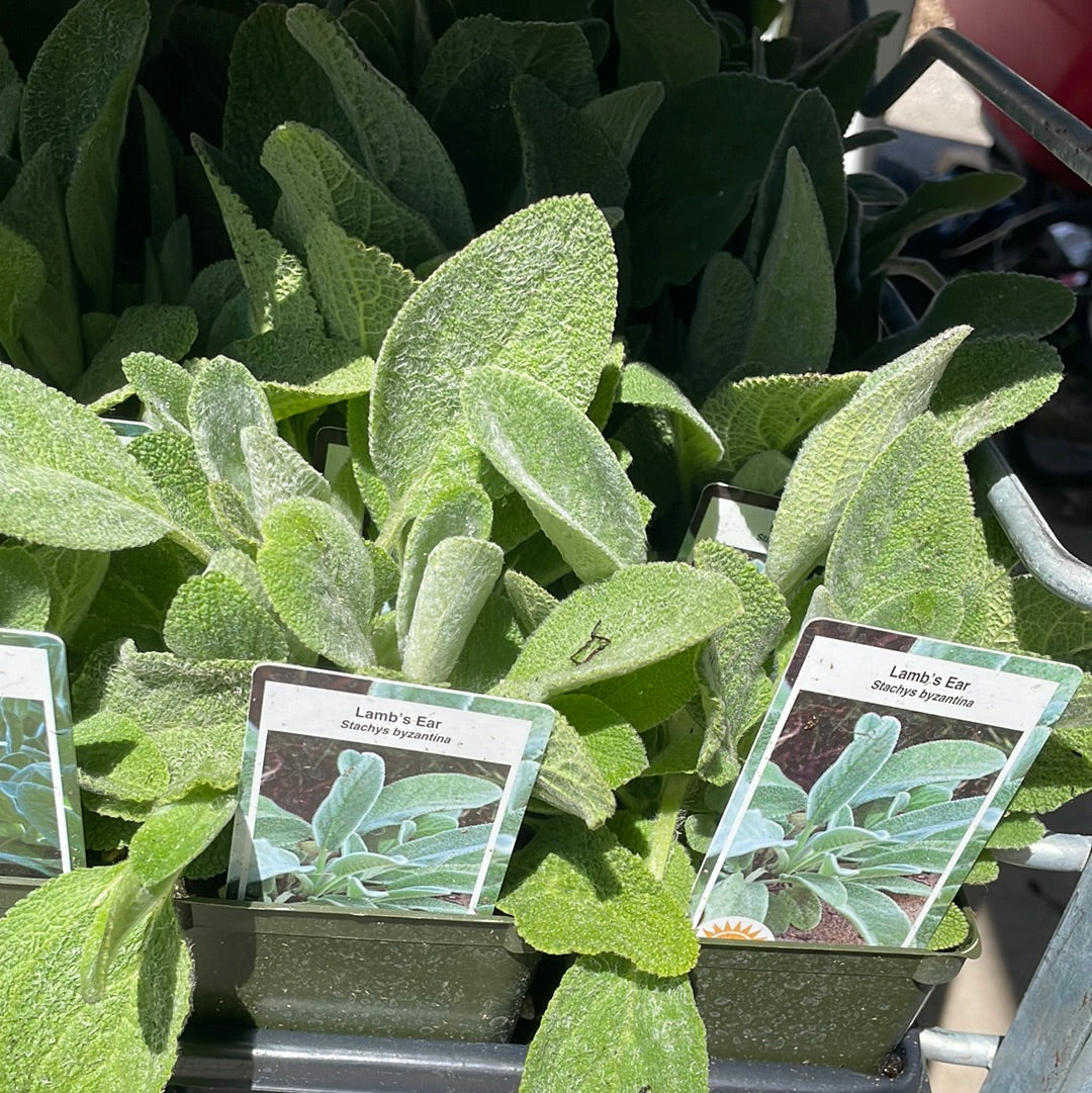 4” Lambs Ear (Fuzzy Wuzzy) Stacey's Byzantina