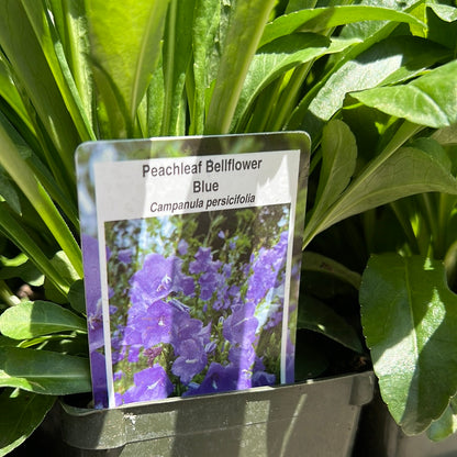 4" Bellflower 'Campanula'