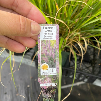 1 Gal Fountain Grass 'Red Head' (Pennisetum)