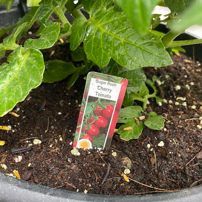 12" Tomato with Cage