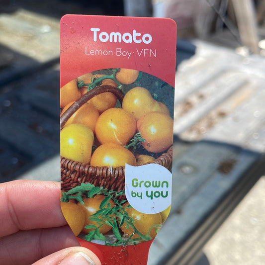 Tomato 4" Lemon Boy