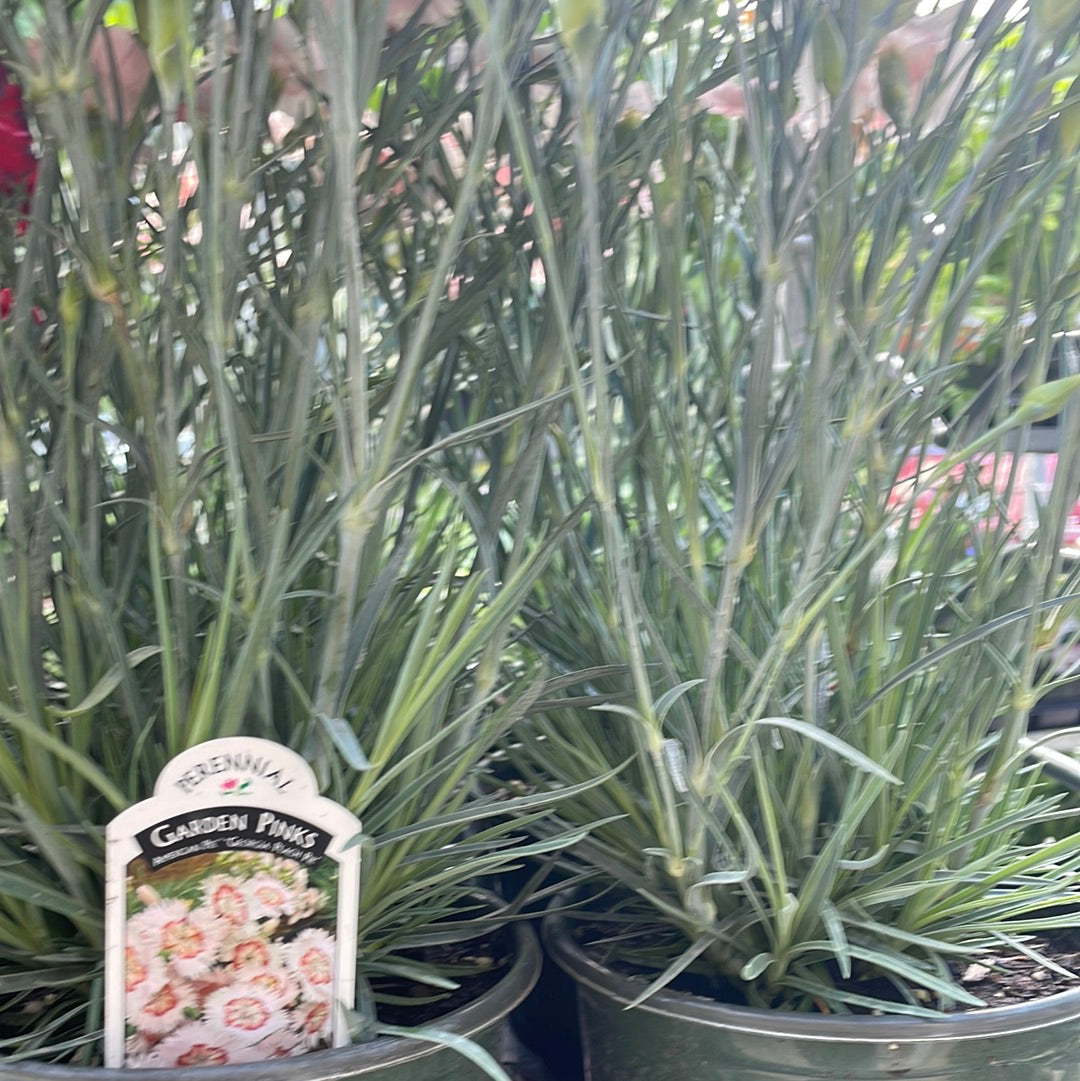 1 Gal Dianthus