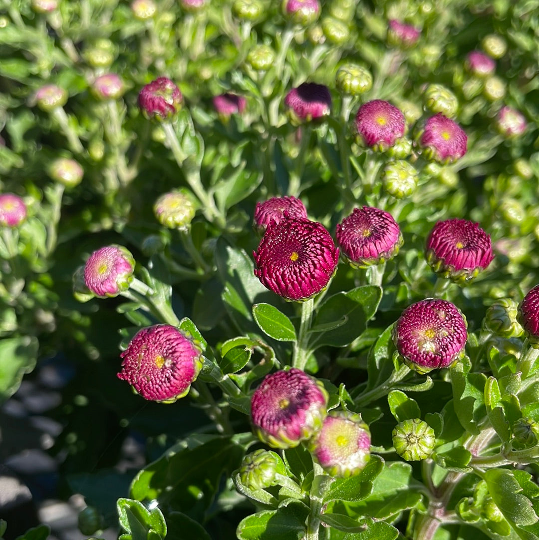 6" Fall Mums