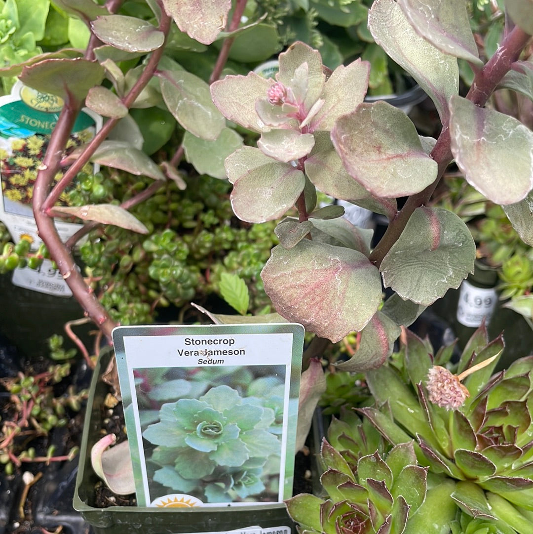 4" Sedum (Stonecrop)