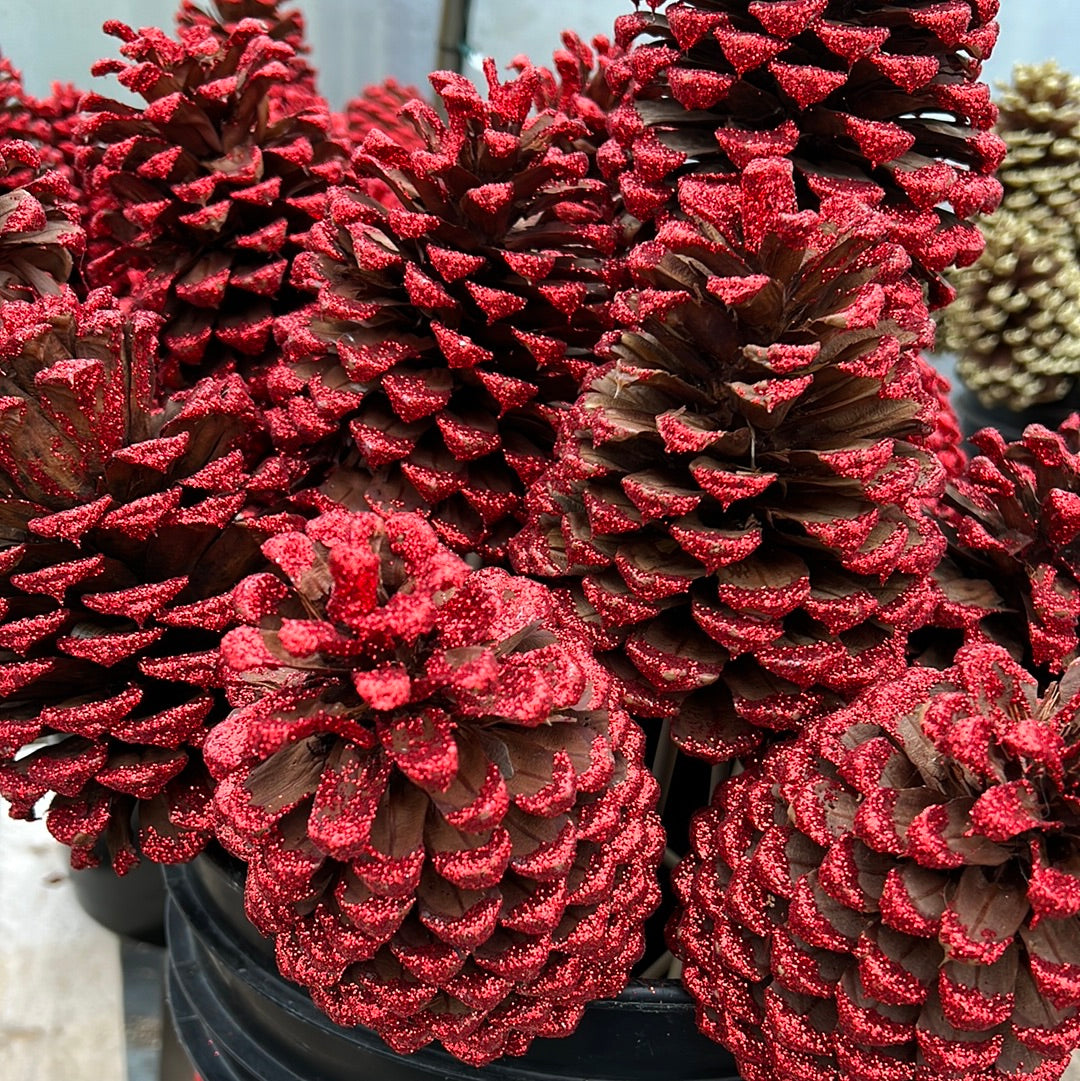 Pine Cones