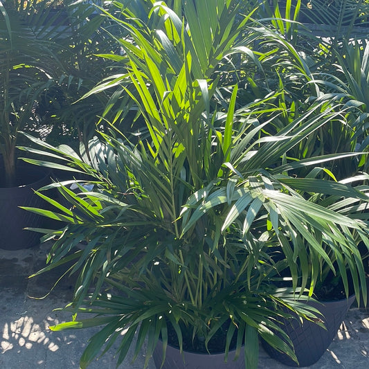 10” Cat Palm