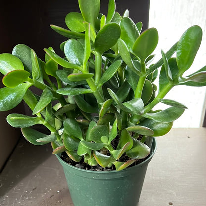 Jade (Crassula Ovata)