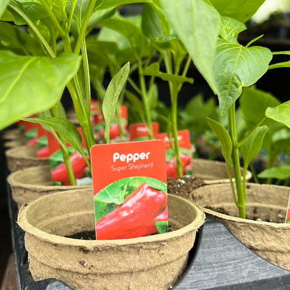 4" Sweet Peppers
