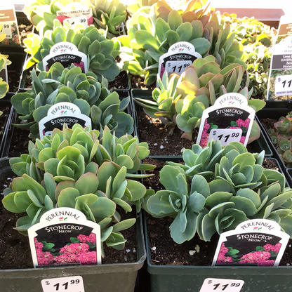 1 Gal Sedum/Stonecrop