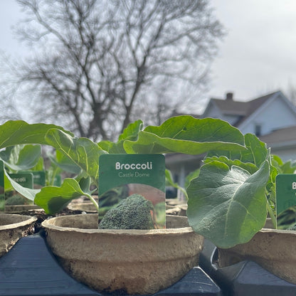 4" Broccoli
