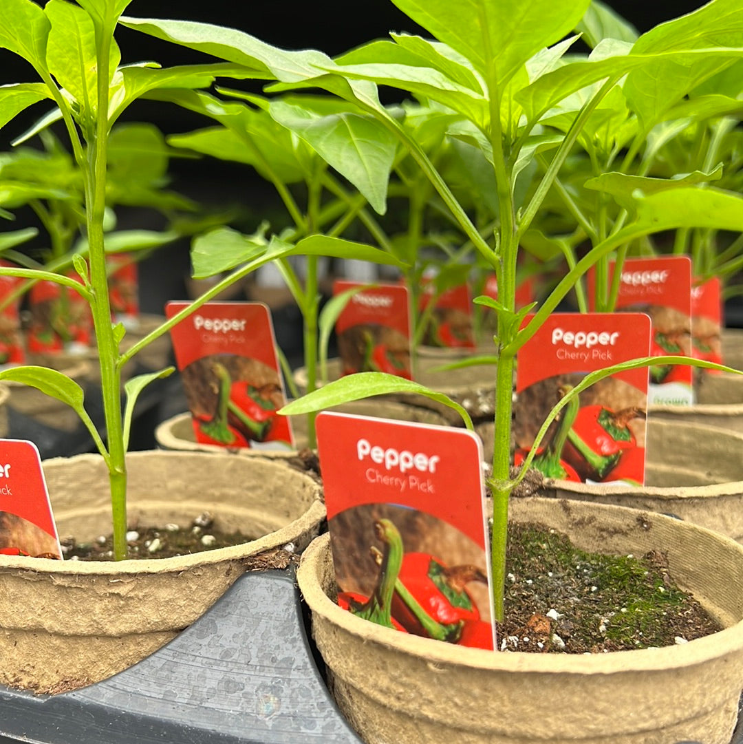 4" Sweet Peppers