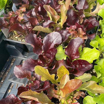 Lettuce Plants (Multi Pack)