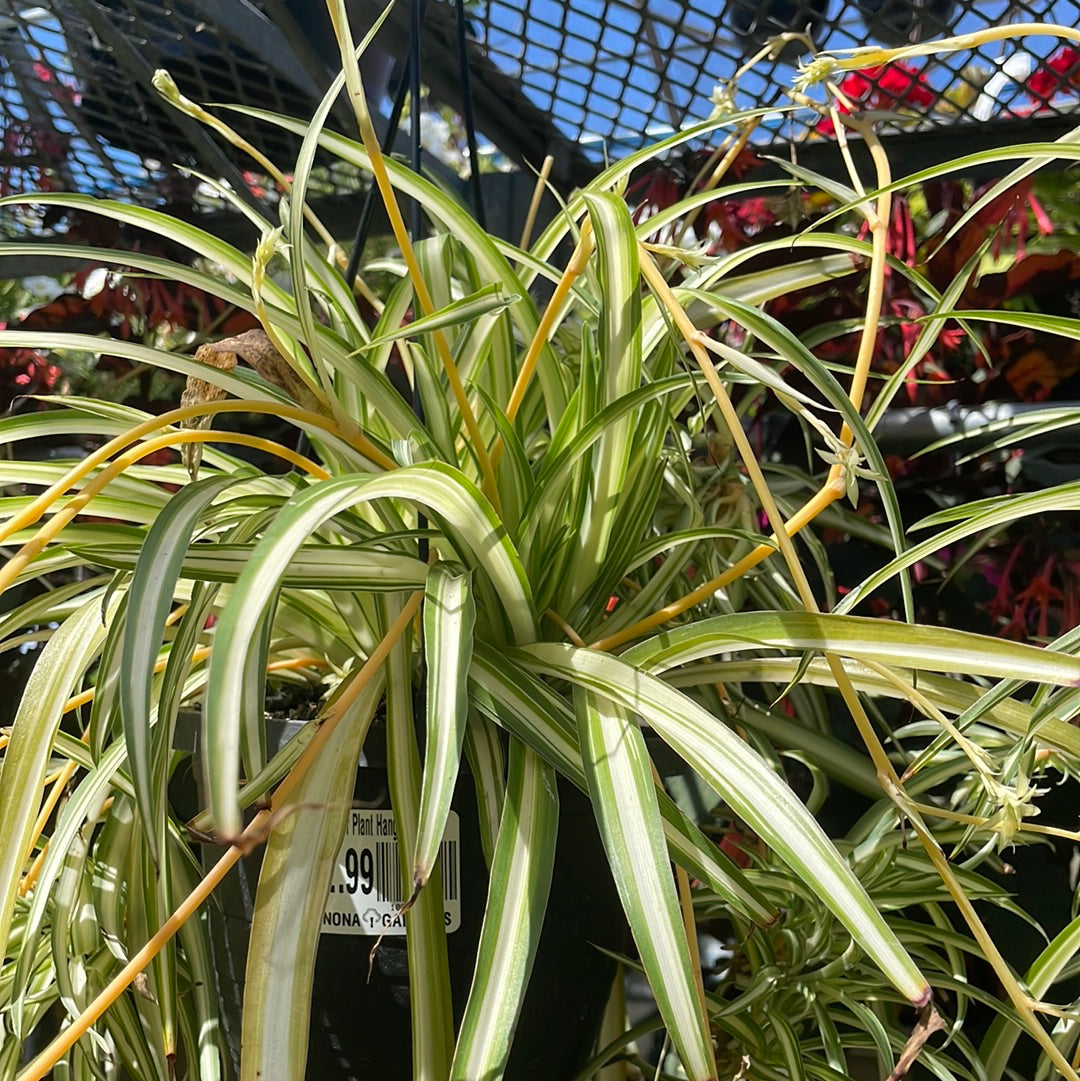 4" Spider Plant