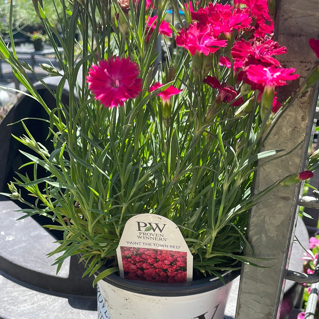 1 Gal Dianthus