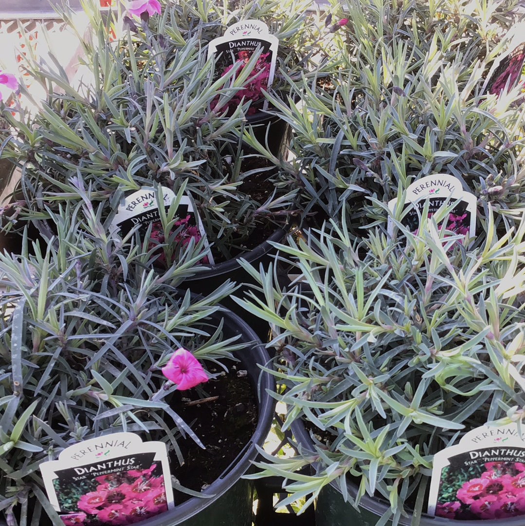 1 Gal Dianthus